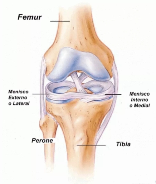 Anatomía De La Rodilla